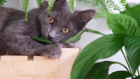 Gray playful kitten plays with the leaves of indoor plants and tears them off Stock Footage 291582162