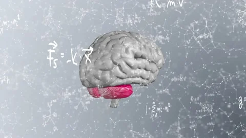 Gray Plexus Brain Formula Vídeos de archivo 154628841