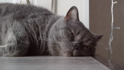 Gray plump fat fluffy British cat lies on wooden windowsill and opens eyes Stock Footage 270241791