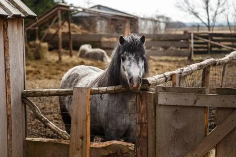 Gray pony in the cage Stock Photos