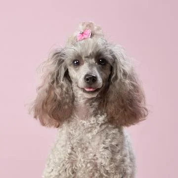 Gray Poodle with Pink Bow Stock Photos