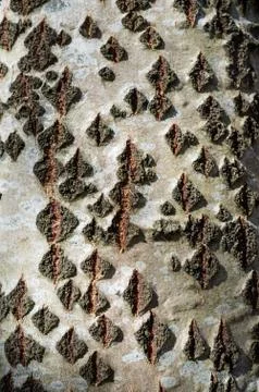 Gray Poplar Tree Bark or Rhytidome Texture Detail Stock Photos