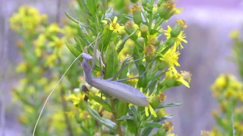 Gray praying mantis standing on yellow flowers HD slow motion Stock Footage 221083191