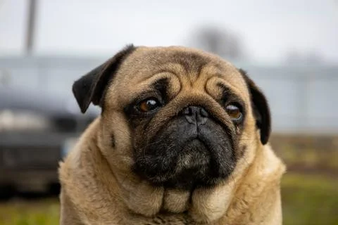Gray pug dog selective focus Stock Photos