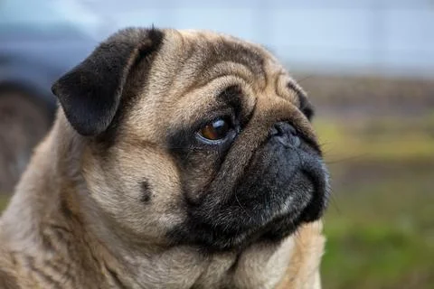 Gray pug dog selective focus Stock Photos