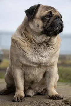 Gray pug dog selective focus Stock Photos