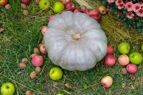 Gray pumpkin surrounded by apples, walnuts, and chrysanthemums symbolizing .. Stock Photos