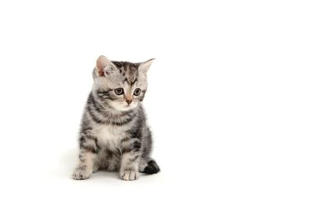 A gray purebred fluffy kitten sits on a white isolated background Stock Photos