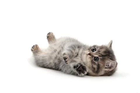 A gray purebred kitten lies on a white background Stock Photos