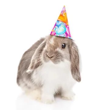 Gray rabbit  in birthday hat looking at camera. isolated on white background Stock Photos
