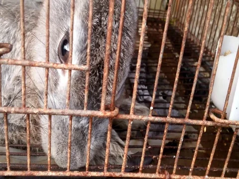 A gray rabbit is in the cage, drinks for a while and eats for a while Video stock 78829008