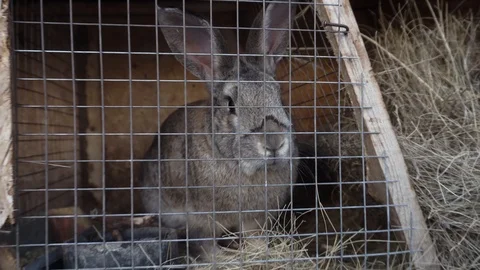 Gray rabbit in a cage sniffs the grass. farm with animals. wooden sheds Video stock 122641276