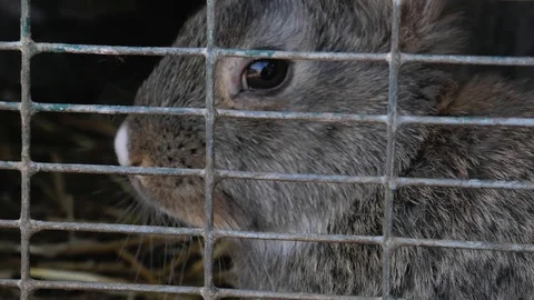 Gray rabbit close up behind the cage Stock Footage 128980052
