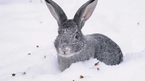 Gray rabbit delves into the snow 库存影片 120699226