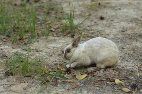 Gray Rabbit Digs Фото