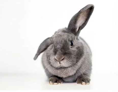 A gray rabbit with ears in a half lop position Stock Photos