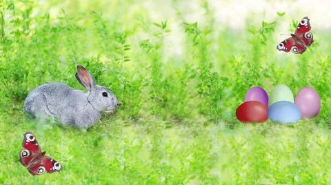 A gray rabbit, Easter eggs in the grass and butterflies on a defocused natural Fotos Stock