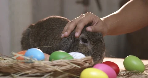 A gray rabbit on easter festive desk while female take care it Stock Footage 125843240