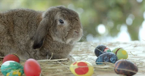 A gray rabbit on easter festive desk. Stock Footage 125846219