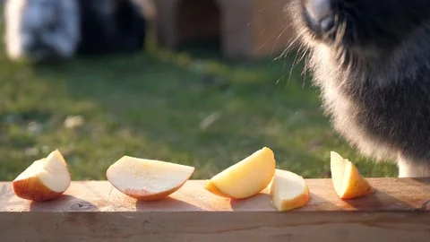 A gray rabbit is eating an apple 動画素材 109167408