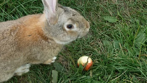 Gray rabbit eating an apple in the grass. Stock Footage 117719345
