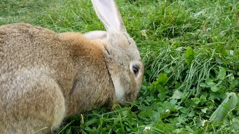 Gray rabbit eating an apple in the grass. Stock Footage 119370212