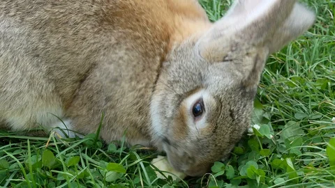 Gray rabbit eating an apple in the grass. Stock Footage 121224077