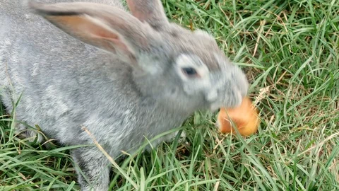 Gray rabbit eating bread in grass. Stock Footage 117937508