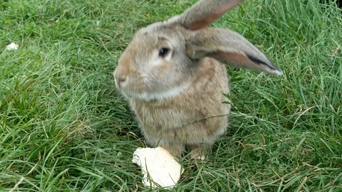 Gray rabbit eating bread in grass. Stock Footage 119370214