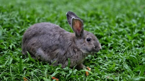 Gray rabbit eating carrot in green grass Stock Footage 299366603