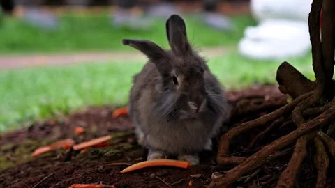 A gray rabbit is eating carrots under a tree 動画素材 299360910