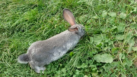 Gray rabbit eating grass. Stock Footage 117437885