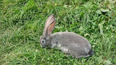 Gray rabbit eating grass. Stock Footage 117719480