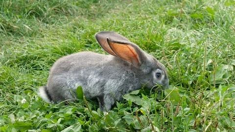 Gray rabbit eating grass. Video stock 119537067
