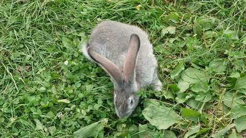 Gray rabbit eating grass on the meadow. Stock Footage 122210079
