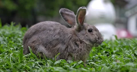 Gray rabbit eating grass in rabbit garden Stock Footage 297732613