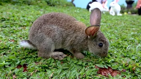 A gray rabbit is eating green grass in the park Stock Footage 265789204