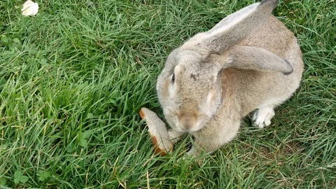Gray rabbit eating a piece of bread in the grass. Stock Footage 121116669