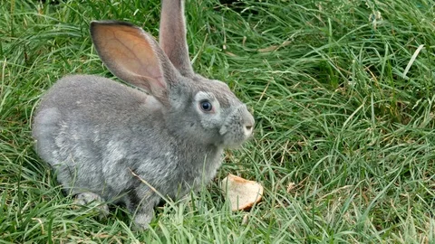 Gray rabbit eating a piece of bread in the grass. Stock Footage 121224204