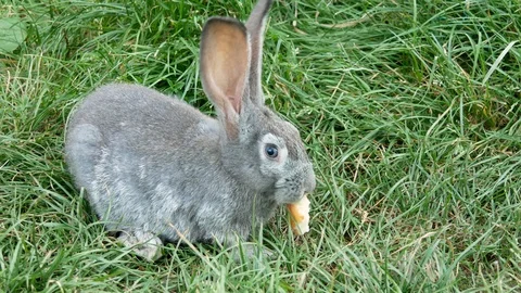 Gray rabbit eating a piece of bread in the grass. Stock Footage 122763037
