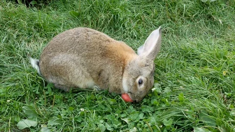 Gray rabbit eating red apple in grass. Stock Footage 121116519