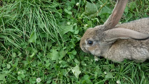 Gray rabbit eats clover. Stock Footage 119537049