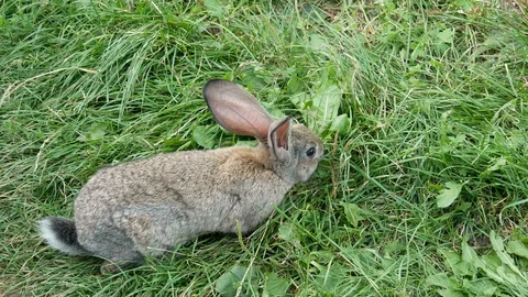 Gray rabbit eats fresh grass. Stock Footage 119537066
