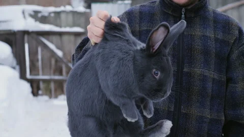A gray rabbit with fluffy fur is held in the air by the neck by a person wearing Stock Footage 281339903
