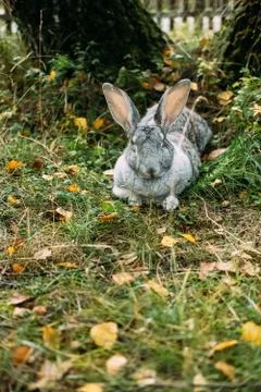 Gray rabbit in forest glade in grass under the trees. Stock Photos