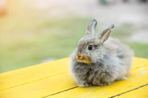 Gray rabbit in front of the rabbit barn Stock Photos
