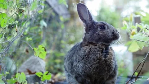 Gray Rabbit in Garden cleans paws looks around moves moves and cleans paws a Stock Footage 218632743