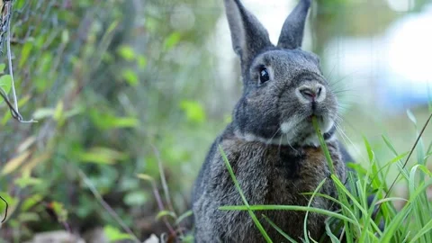 Gray Rabbit in Garden eats grass looks up to camera half time Stock Footage 218632737