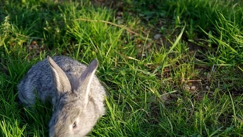 Gray rabbit on the grass Stock Footage 71428366