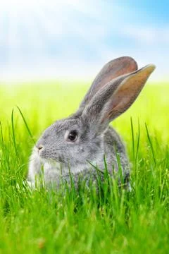Gray rabbit in green grass on field Stock Photos
